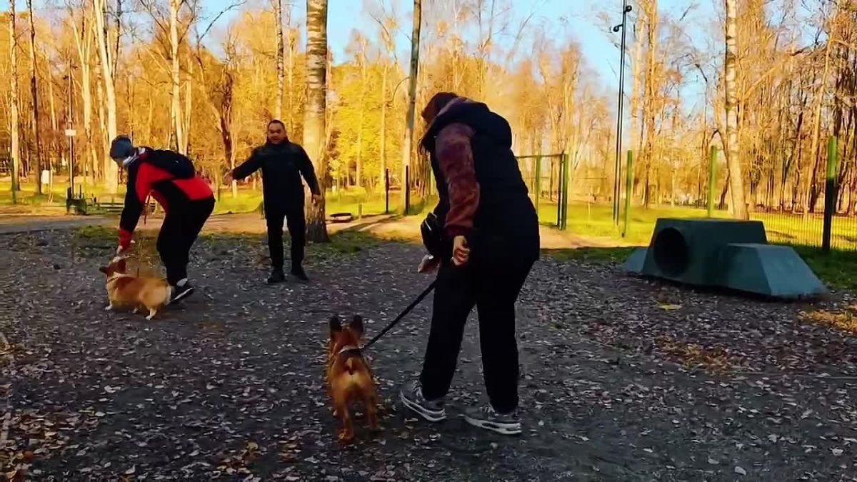 В Щёлковском городском парке стартовал сезон тренировок для собак!