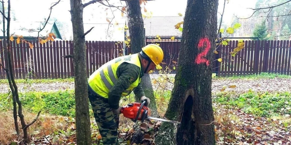 Подольский филиал Мособллеса — в числе лидеров по уборке аварийных деревьев в Подмосковье