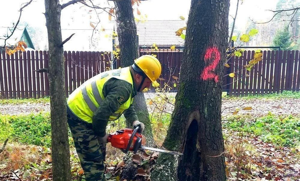 Почти 5 тыс. аварийных деревьев убрано в подмосковных лесах с начала года Почти 5 тыс. аварийных деревьев убрано в подмосковных лесах с начала года