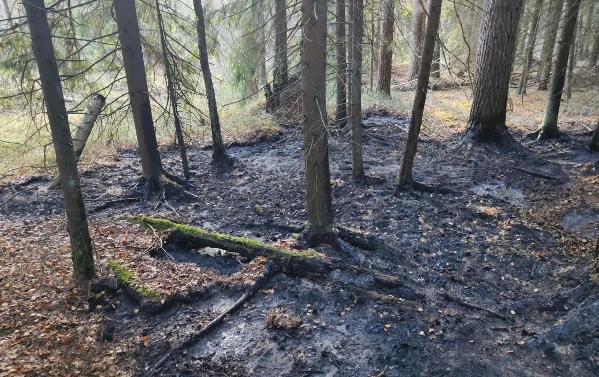 За минувшие сутки в Подмосковье ликвидирован один торфяной пожар в Богородском г.о За минувшие сутки в Подмосковье ликвидирован один торфяной пожар в Богородском г.о