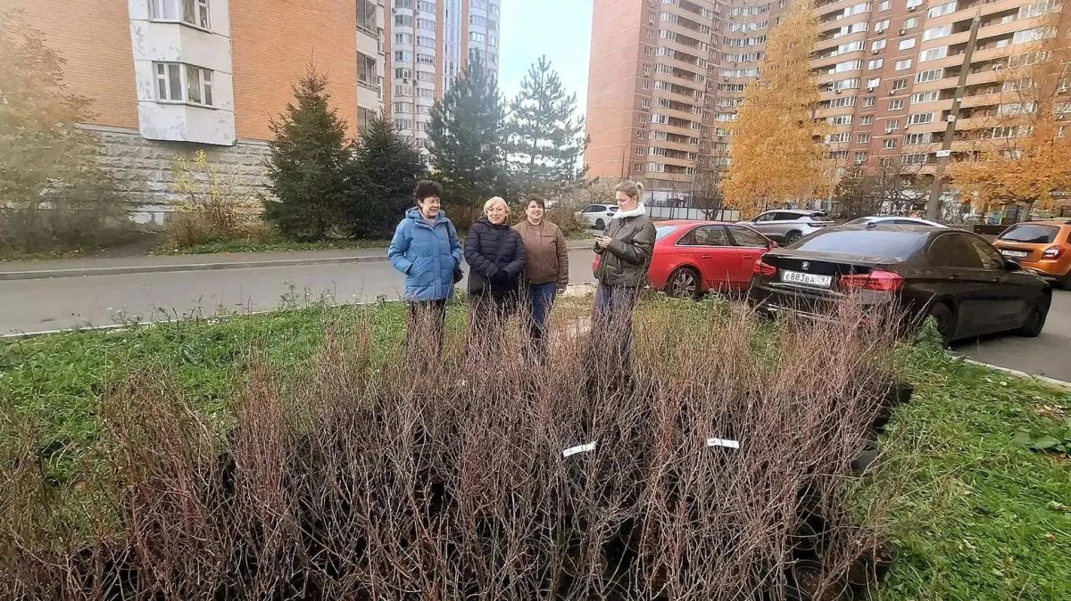 Живая изгородь украсила двор в Красногорске Живая изгородь украсила двор в Красногорске