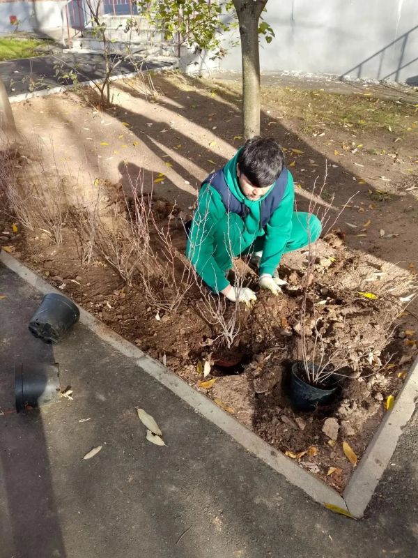 Живая изгородь украсила двор в Красногорске Живая изгородь украсила двор в Красногорске