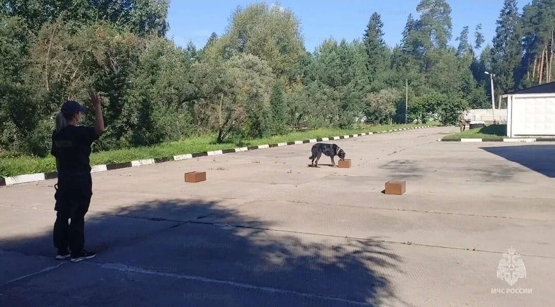 Лучший спасатель-кинолог МЧС России служит в Ногинском спасцентре Лучший спасатель-кинолог МЧС России служит в Ногинском спасцентре